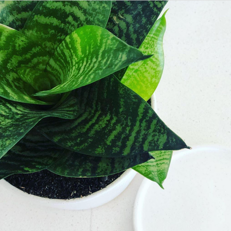 Top 4 Indoor Plants for Beginners